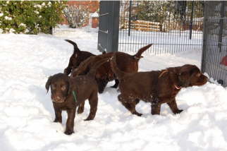 Welpen im Schnee